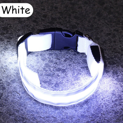 Świecąca obroża LED dla psa – bezpieczeństwo i widoczność w nocy