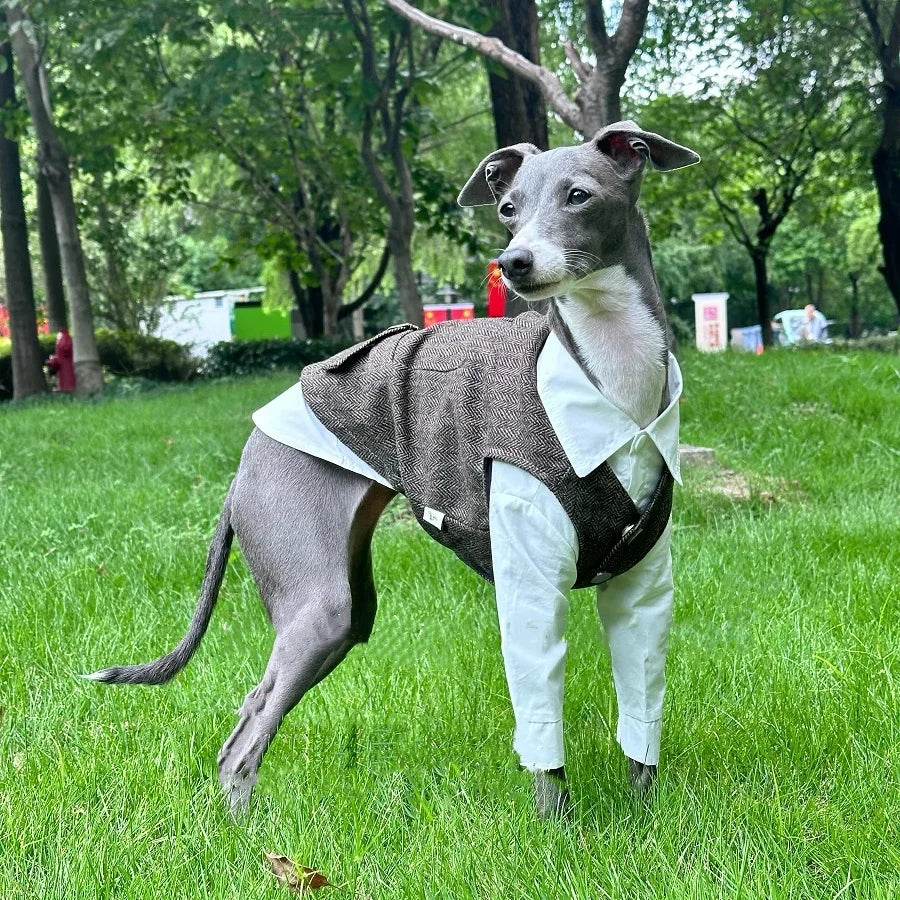 Jesienny strój retro w brytyjskim stylu – koszula i kamizelka dla psa