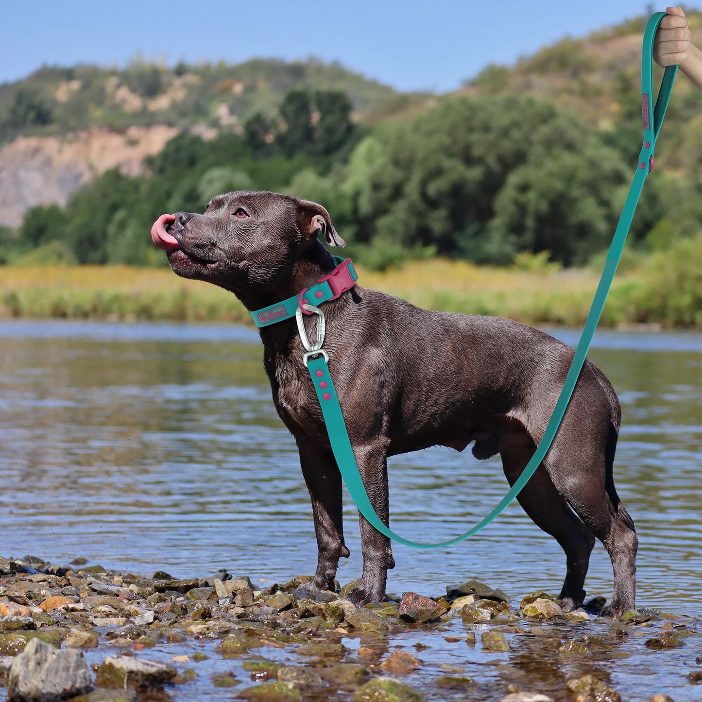 🐾 Uchwyt na Worki na Odchody + Smycz dla Psa