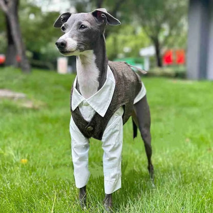 Jesienny strój retro w brytyjskim stylu – koszula i kamizelka dla psa