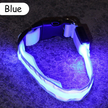 Świecąca obroża LED dla psa – bezpieczeństwo i widoczność w nocy