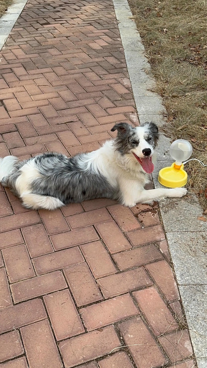 🐾 Przenośna Butelka na Wodę dla Psa – Składany Kubek o Dużej Pojemności