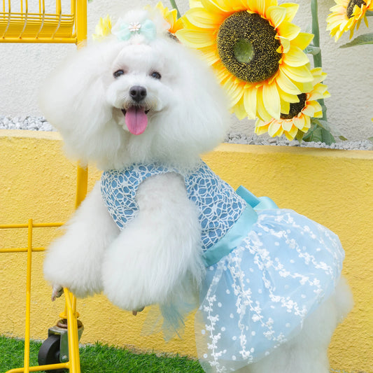 🎀🐾 Urocza Sukienka dla Suczki – Stylowa Sukienka CuteBone 👗✨ – Modne Ubranko dla Małych Psów 🌸🐶